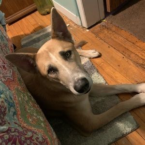 Meet your Posher, Dalea